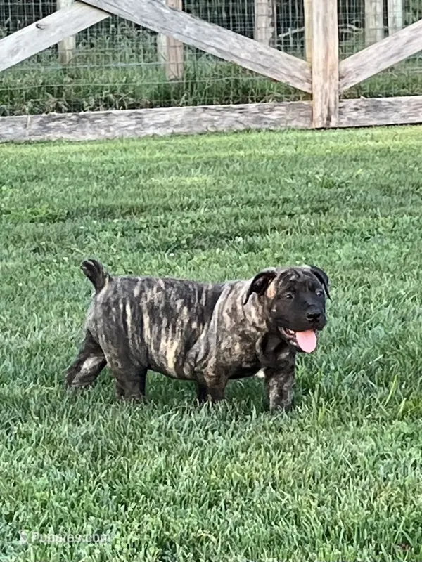 Stormy – Boerboel puppy for sale in Guysville, OH