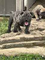 Stormy, a female Boerboel for sale in Guysville, OH – 1 of 3