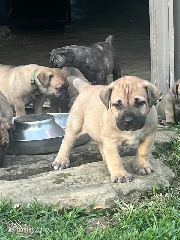 Lime green collar male  – Boerboel puppy for sale in Guysville, OH