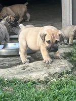 Lime green collar male , a male Boerboel for sale in Guysville, OH – 3 of 5