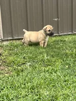 Lime green collar male , a male Boerboel for sale in Guysville, OH – 4 of 5