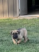 Sprig, a female Boerboel for sale in Guysville, OH – 4 of 4