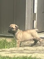 Dark green collar male, a male Boerboel for sale in Guysville, OH – 3 of 4
