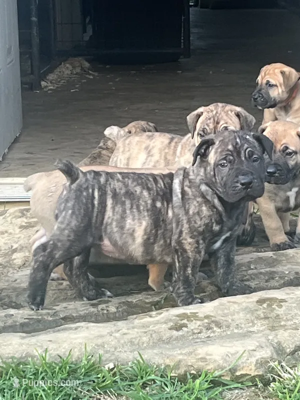 Dark brindle female – Boerboel puppy for sale in Guysville, OH
