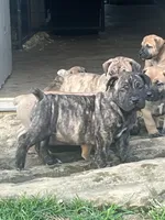 Dark brindle female, a female Boerboel for sale in Guysville, OH – 1 of 1