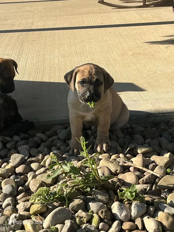 Lime green collar male  – Boerboel puppy for sale in Guysville, OH