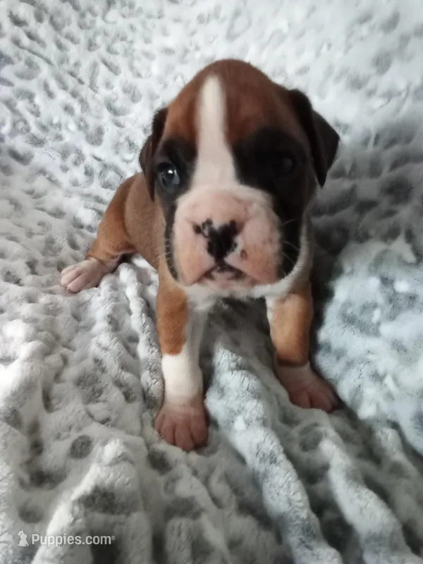 Ellie  – Boxer puppy for sale in Shipshewana, IN