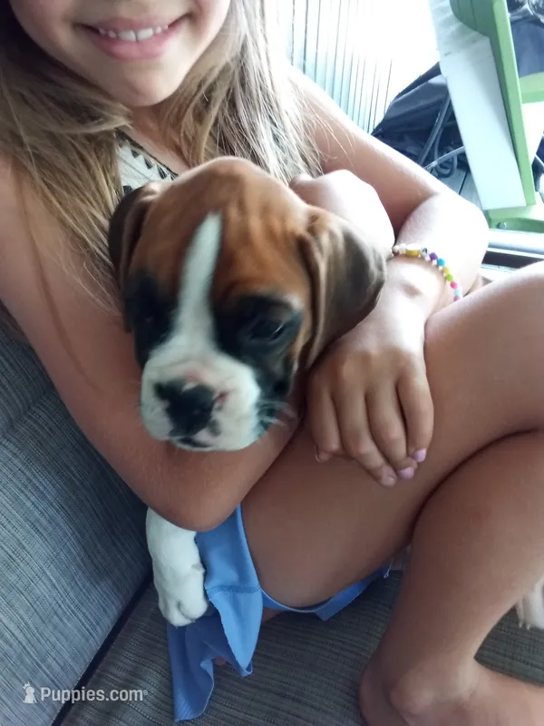 Ellie  – Boxer puppy for sale in Shipshewana, IN
