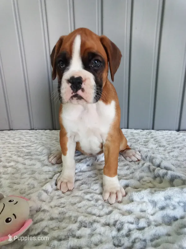 Ellie  – Boxer puppy for sale in Shipshewana, IN