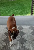 Harper, a female Boxer for sale in Shipshewana, IN – 10 of 10