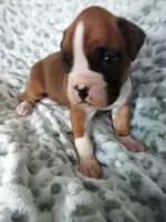 Ellie , a female Boxer for sale in Shipshewana, IN – Photo 5 of 6