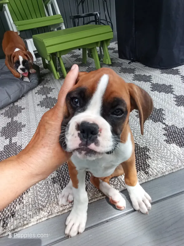Ellie  – Boxer puppy for sale in Shipshewana, IN