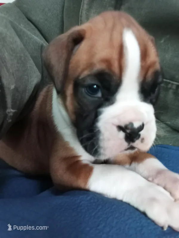 Ellie  – Boxer puppy for sale in Shipshewana, IN
