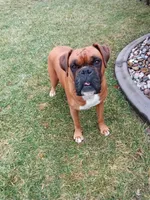 Ellie , a female Boxer for sale in Shipshewana, IN – Photo 6 of 6