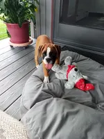 Harper, a female Boxer for sale in Shipshewana, IN – 5 of 10