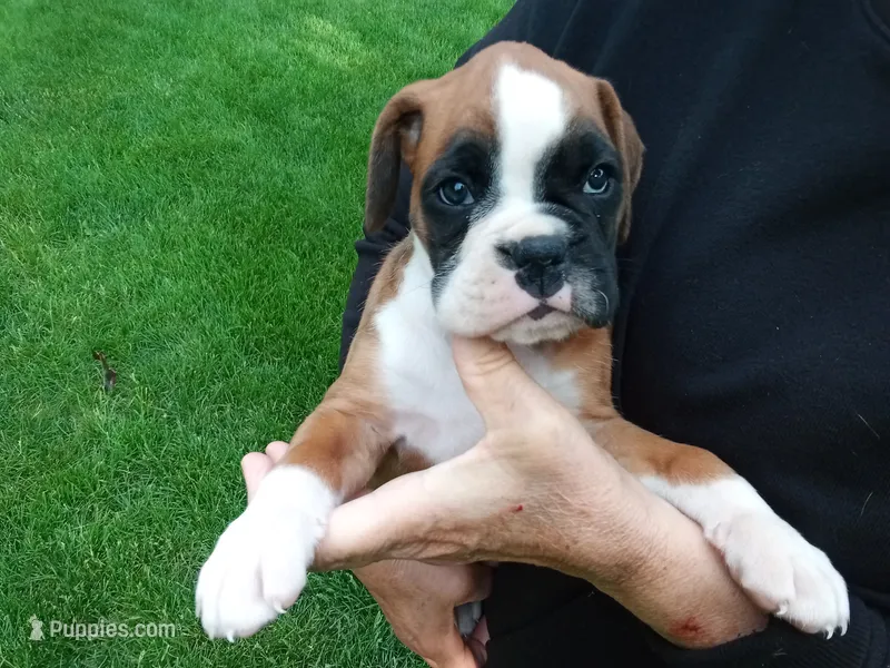 Harper – Boxer puppy for sale in Shipshewana, IN