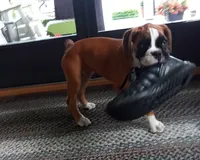 Harper, a female Boxer for sale in Shipshewana, IN – 4 of 10