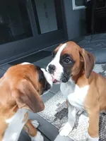 Ellie , a female Boxer for sale in Shipshewana, IN – 10 of 10