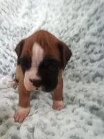 Harper, a female Boxer for sale in Shipshewana, IN – Photo 2 of 7