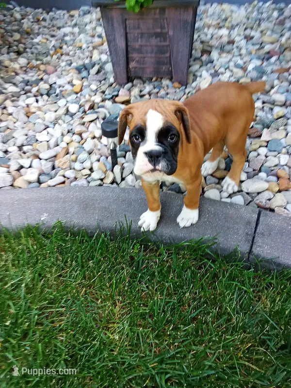Harper – Boxer puppy for sale in Shipshewana, IN