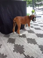Ellie , a female Boxer for sale in Shipshewana, IN – 9 of 10