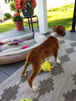 Ellie , a female Boxer for sale in Shipshewana, IN – 6 of 10