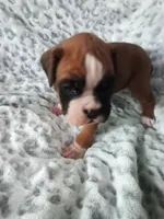 Harper, a female Boxer for sale in Shipshewana, IN – Photo 3 of 7