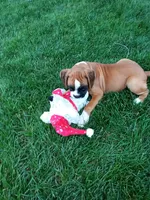 Harper, a female Boxer for sale in Shipshewana, IN – 9 of 10