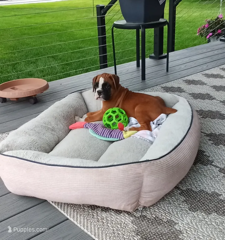 Harper – Boxer puppy for sale in Shipshewana, IN