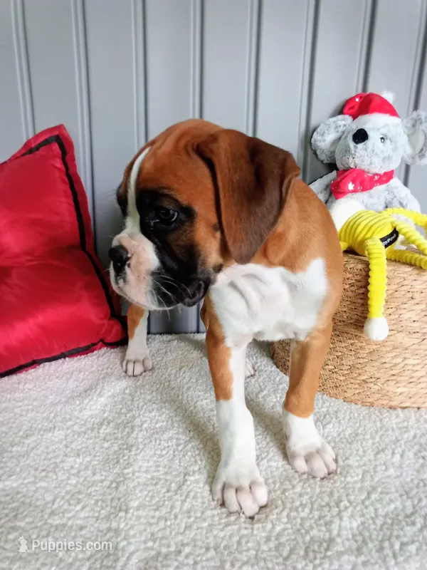 Ellie  – Boxer puppy for sale in Shipshewana, IN