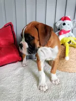 Ellie , a female Boxer for sale in Shipshewana, IN – 3 of 10