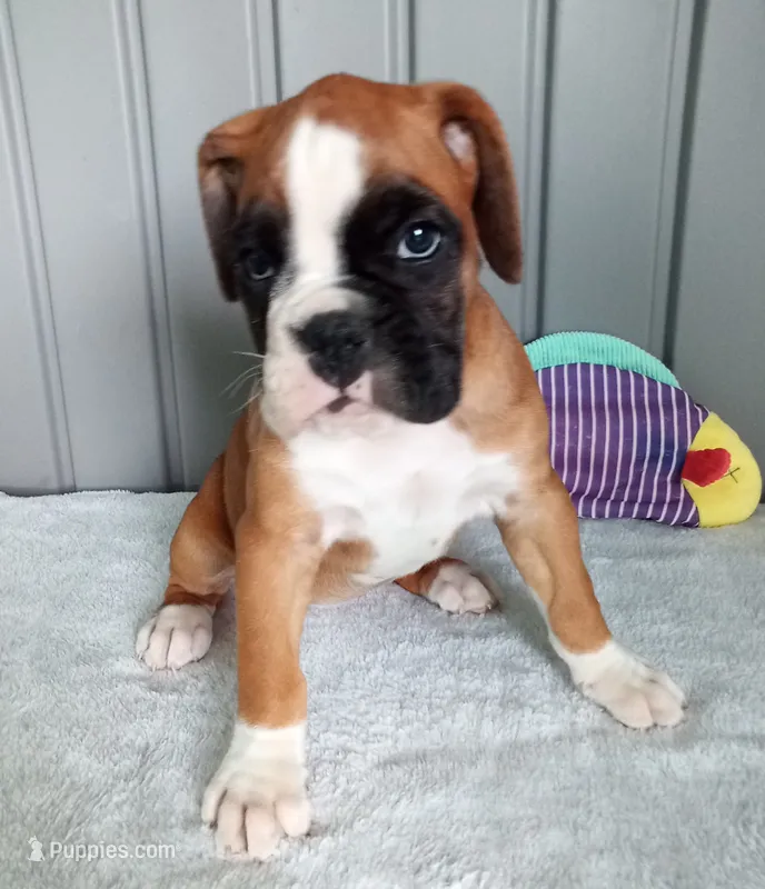 Harper – Boxer puppy for sale in Shipshewana, IN