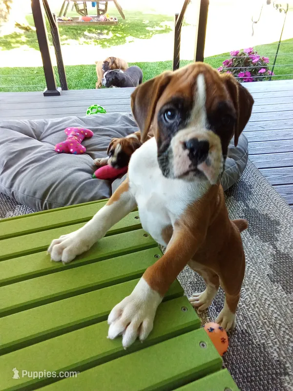 Ellie  – Boxer puppy for sale in Shipshewana, IN