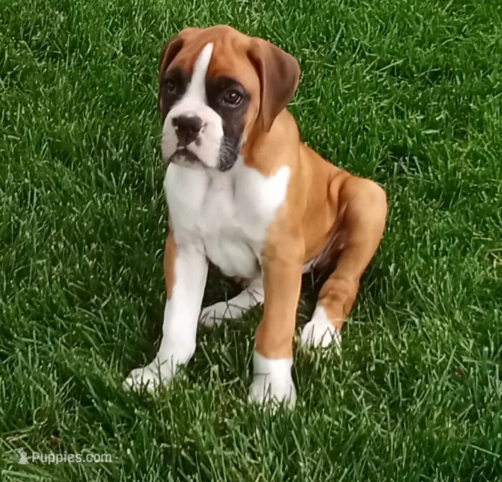 Ellie  – Boxer puppy for sale in Shipshewana, IN