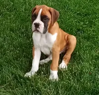 Ellie , a female Boxer for sale in Shipshewana, IN – 1 of 10
