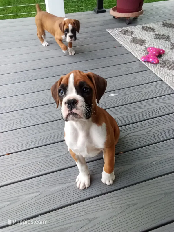 Ellie  – Boxer puppy for sale in Shipshewana, IN