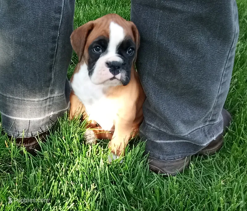 Harper – Boxer puppy for sale in Shipshewana, IN