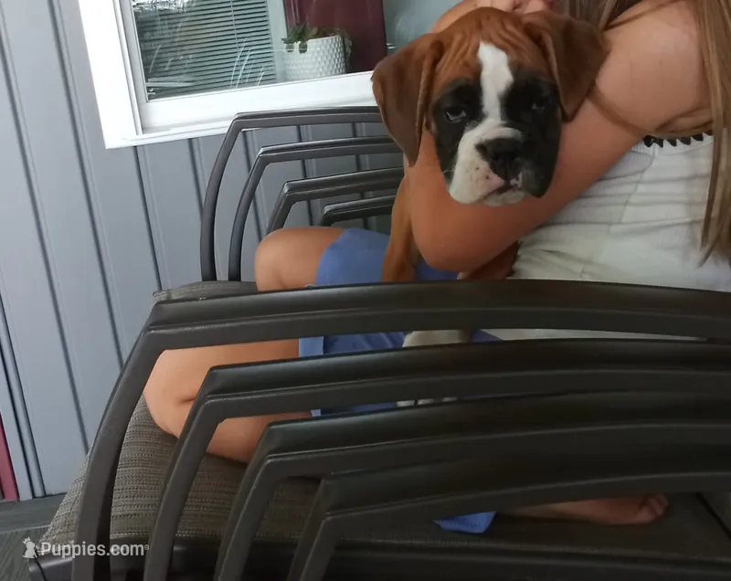 Harper – Boxer puppy for sale in Shipshewana, IN