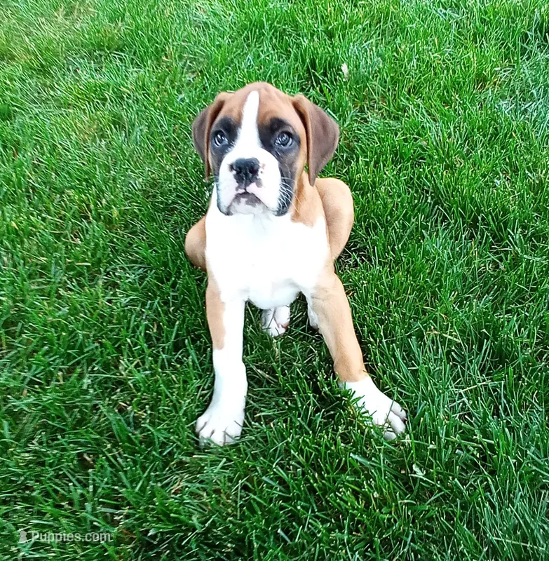 Ellie  – Boxer puppy for sale in Shipshewana, IN