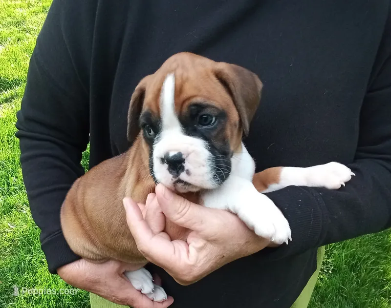Ellie  – Boxer puppy for sale in Shipshewana, IN