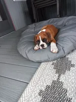 Ellie , a female Boxer for sale in Shipshewana, IN – 8 of 10