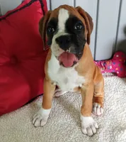 Harper, a female Boxer for sale in Shipshewana, IN – 2 of 10