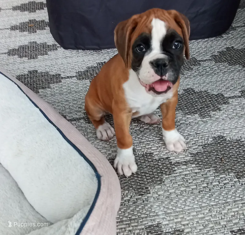 Harper – Boxer puppy for sale in Shipshewana, IN