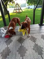 Ellie , a female Boxer for sale in Shipshewana, IN – 5 of 10
