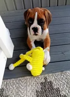 Ellie , a female Boxer for sale in Shipshewana, IN – 7 of 10