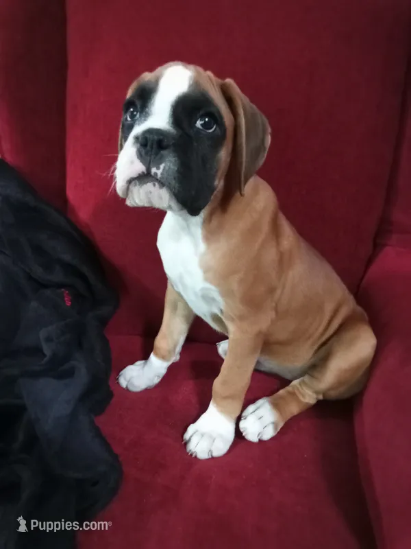 Harper – Boxer puppy for sale in Shipshewana, IN