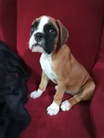 Harper, a female Boxer for sale in Shipshewana, IN – 6 of 10