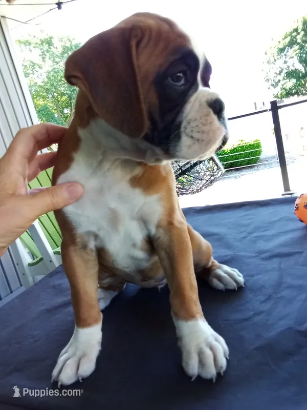 Harper – Boxer puppy for sale in Shipshewana, IN