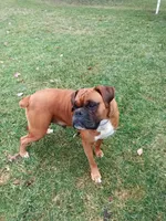 Harper, a female Boxer for sale in Shipshewana, IN – Photo 5 of 7