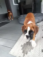 Harper, a female Boxer for sale in Shipshewana, IN – 8 of 10